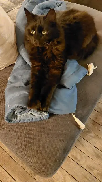 chat lost   87800 Saint-Hilaire-les-Places Amset