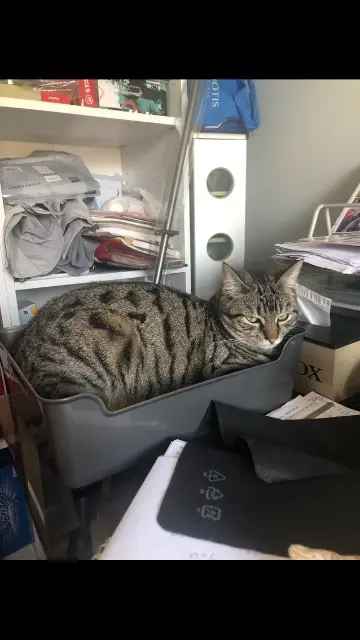 chat lost   87200 Saint-Junien Batman