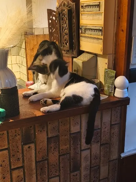 chat lost   87700 Aixe-sur-Vienne Chatchat