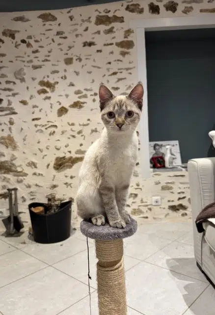 chat lost   87270 Chaptelat Clement