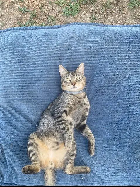 chat lost   87290 Balledent Django