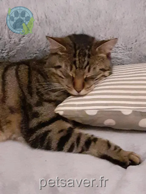 cat lost 87130 La Croisille-sur-Briance DODO cat lost 87130 La Croisille-sur-Briance DODO