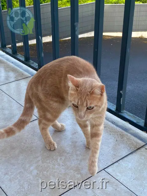 chat lost 87110 Bosmie-l'Aiguille Fistik