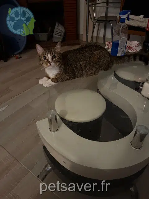 chat lost   87920 Condat-sur-Vienne Félix