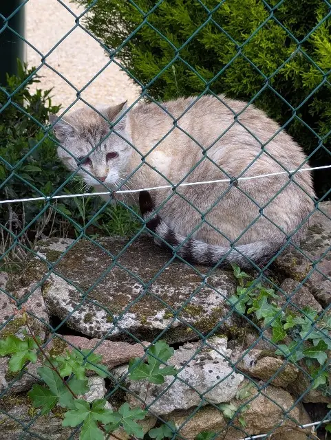 chat lost   87220 Feytiat Geek