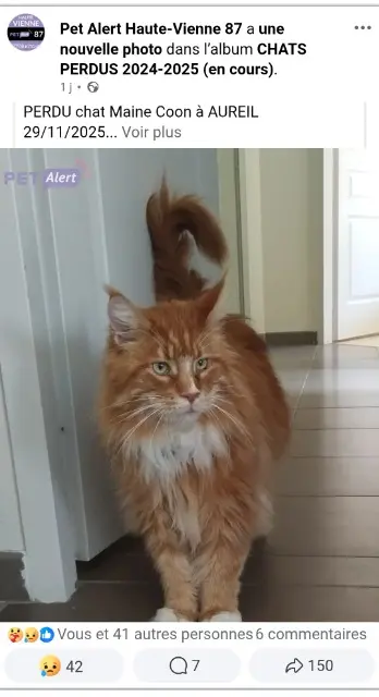 chat perdu 87220 Aureil Kooky chat lost 87220 Aureil Kooky
