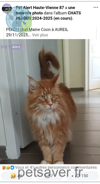 kater vermist 87220 Aureil Kooky kater lost 87220 Aureil Kooky