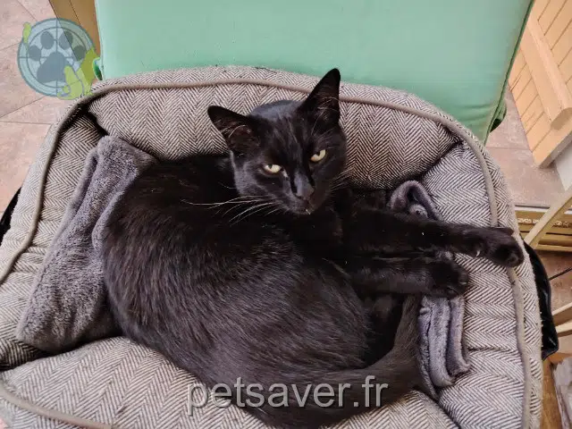 chat lost   87700 Aixe-sur-Vienne Krokmou