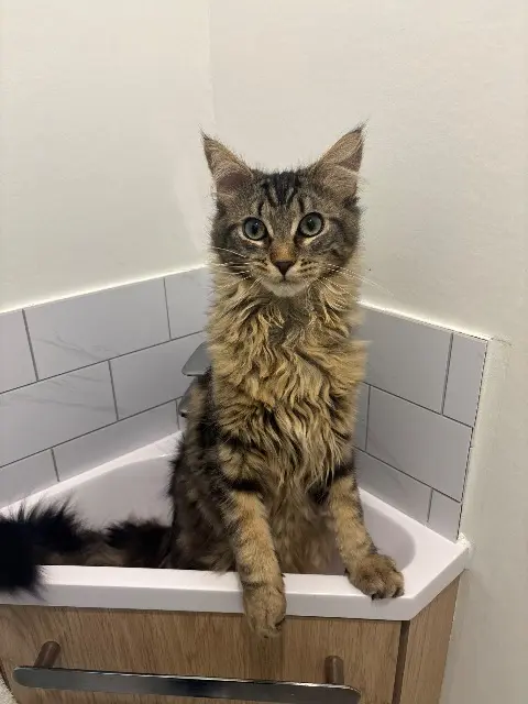 chat lost    Limoges Atlas