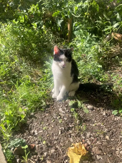 chat lost    Limoges Biscotte