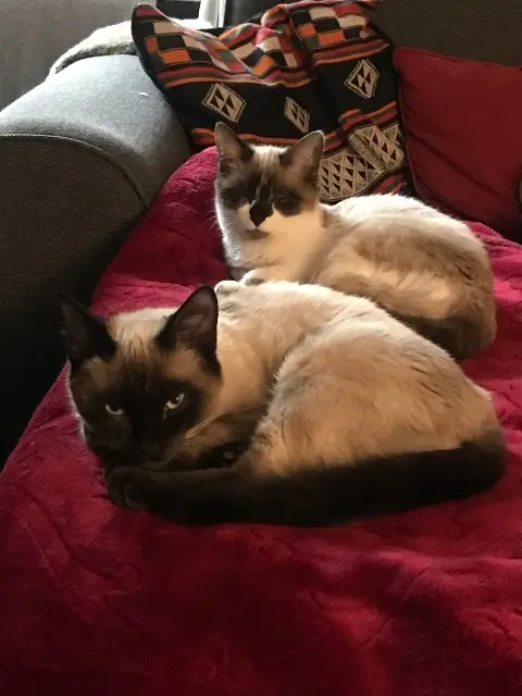 chat lost    Limoges Bobietchoco