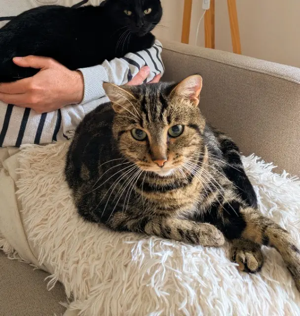 chat lost    Limoges Carlo