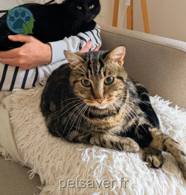 gatto perso Limoges Carlo gatto lost Limoges Carlo