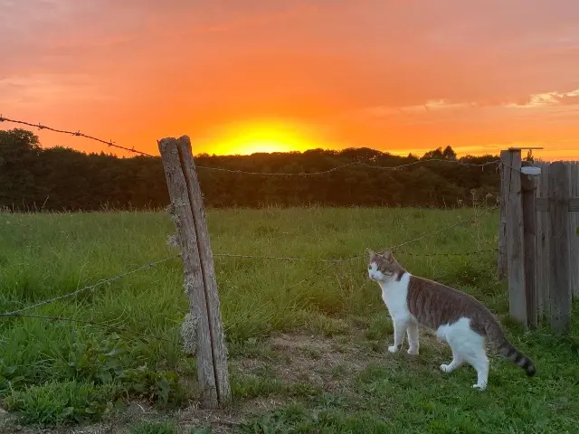 chat lost    Limoges Filou