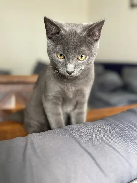 chat lost    Limoges Jean Luc