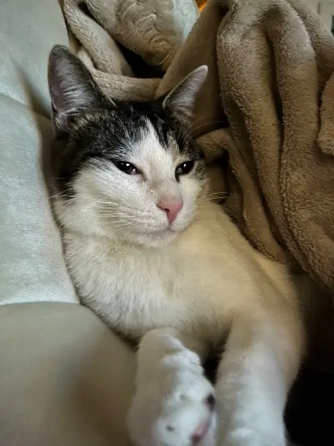 chat lost    Limoges Khovu