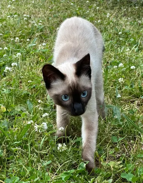 chat lost    Limoges Raoul
