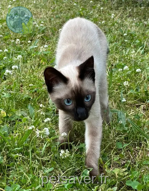 gatto perso Limoges Raoul gatto lost Limoges Raoul