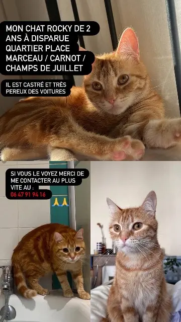chat lost    Limoges Rocky
