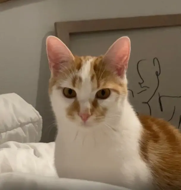 cat lost Limoges Sunny cat lost Limoges Sunny
