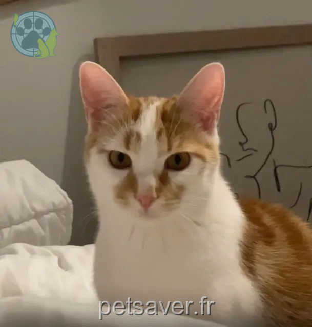 gato perdido Limoges Sunny gato lost Limoges Sunny