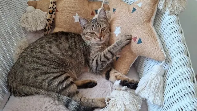 chat lost    Limoges ZIGGY