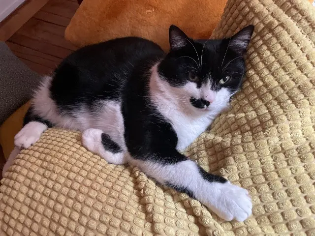 chat lost    Limoges Zola