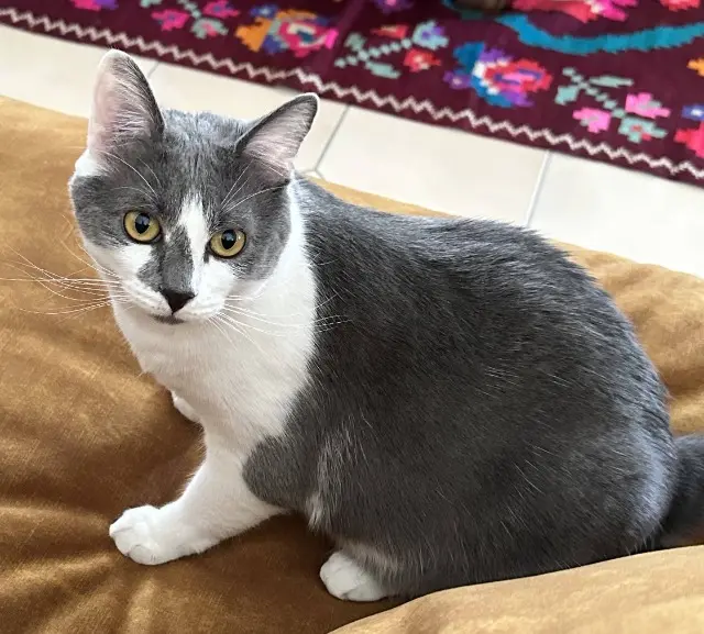 chat lost   87270 Couzeix Loki