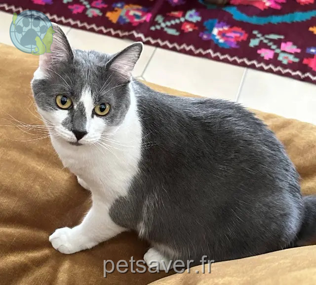 chat perdu 87270 Couzeix Loki chat lost 87270 Couzeix Loki
