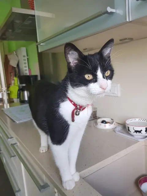 chat lost   87170 Isle Miel