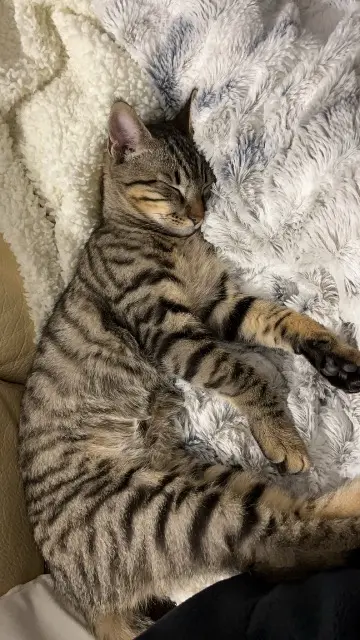 chat lost   87400 Saint-Léonard-de-Noblat Mistigris