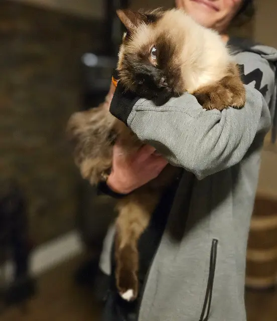 chat lost   87220 Boisseuil Noah