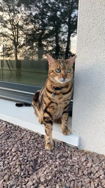 chat lost   87700 Saint-Martin-le-Vieux Nouky