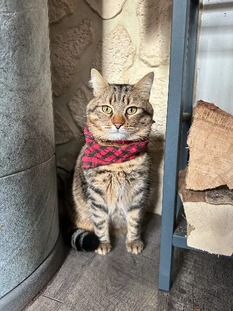 cat lost 87370 Bersac-sur-Rivalier Nuts cat lost 87370 Bersac-sur-Rivalier Nuts