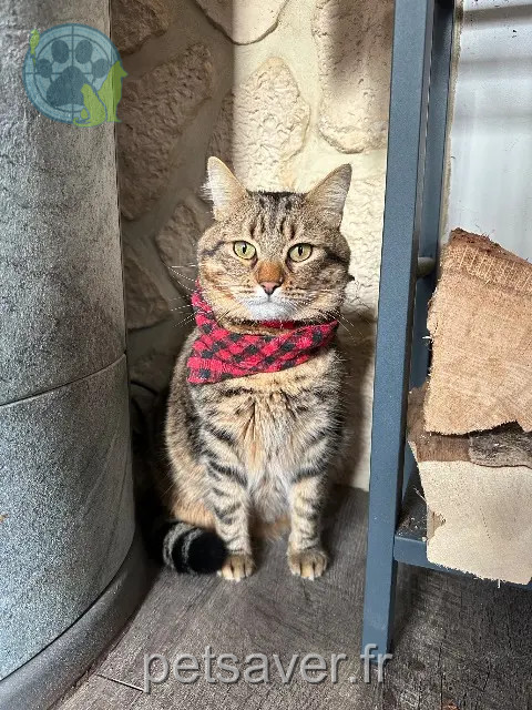 gatto perso 87370 Bersac-sur-Rivalier Nuts gatto lost 87370 Bersac-sur-Rivalier Nuts