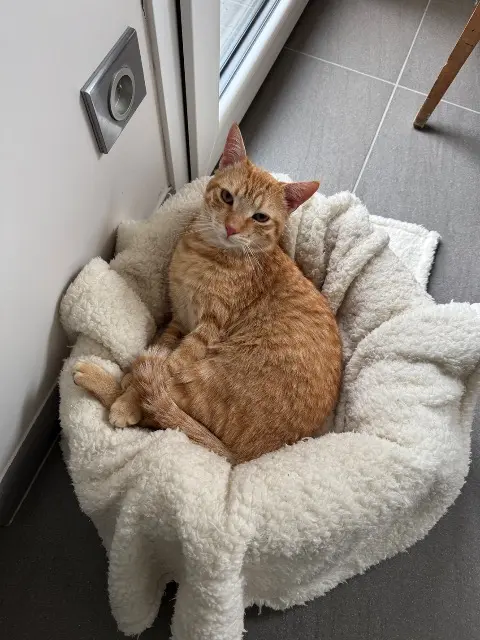 chat lost   87920 Condat-sur-Vienne Oliver