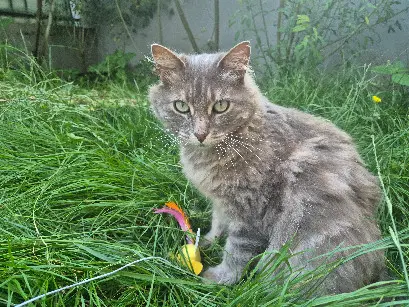 Chat Perdu 87 Haute-Vienne - Omaley