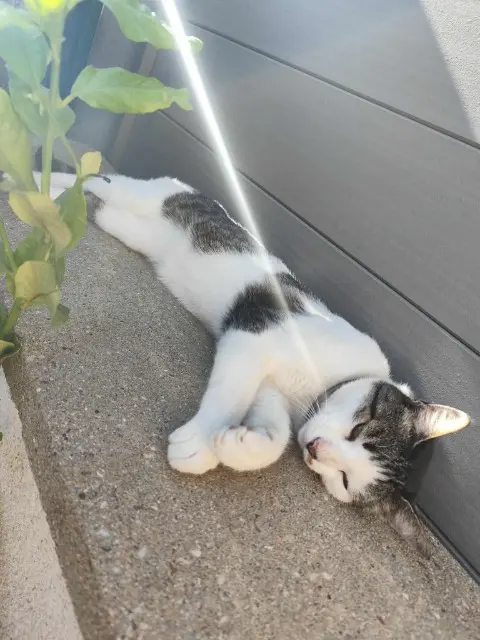 chat lost   87330 Nouic Pacha