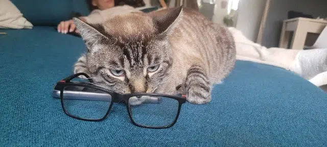 chat lost   87240 Ambazac Patapouffe