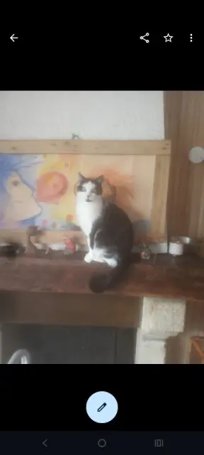 chat lost   87150 Oradour-sur-Vayres Pistache