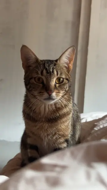 kater vermist 87800 Nexon Polak kater lost 87800 Nexon Polak