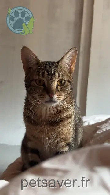 Kater vermisst 87800 Nexon Polak Kater lost 87800 Nexon Polak