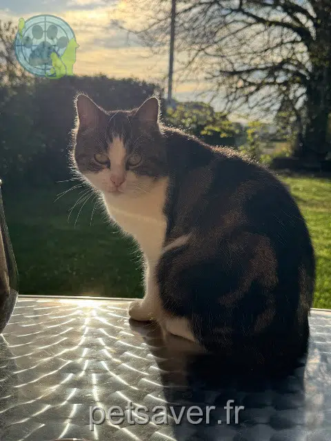 Kater vermisst 87600 Rochechouart Ruby Kater lost 87600 Rochechouart Ruby
