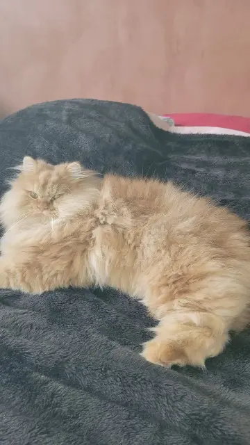 chat lost   87410 Le Palais-sur-Vienne Squick