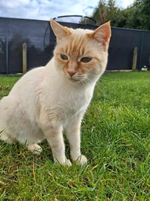 chat lost   87170 Isle Thomas