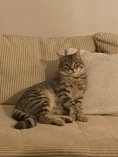 chat lost   87500 Coussac-Bonneval Tiger