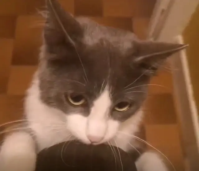 chat lost   87510 Peyrilhac Tigri