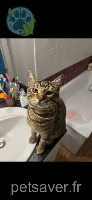gatto lost 87350 Panazol Tigrou