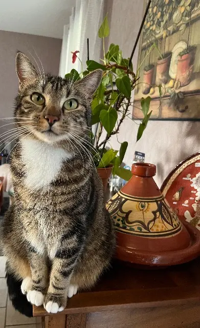 chat lost   87410 Le Palais-sur-Vienne Tilt