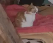 chat lost   87330 Val-d'Issoire Cookie